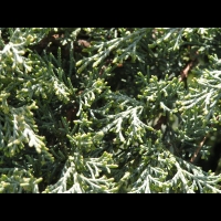 Juniperus Chinensis (fam Cupressacees) (USA) (02)